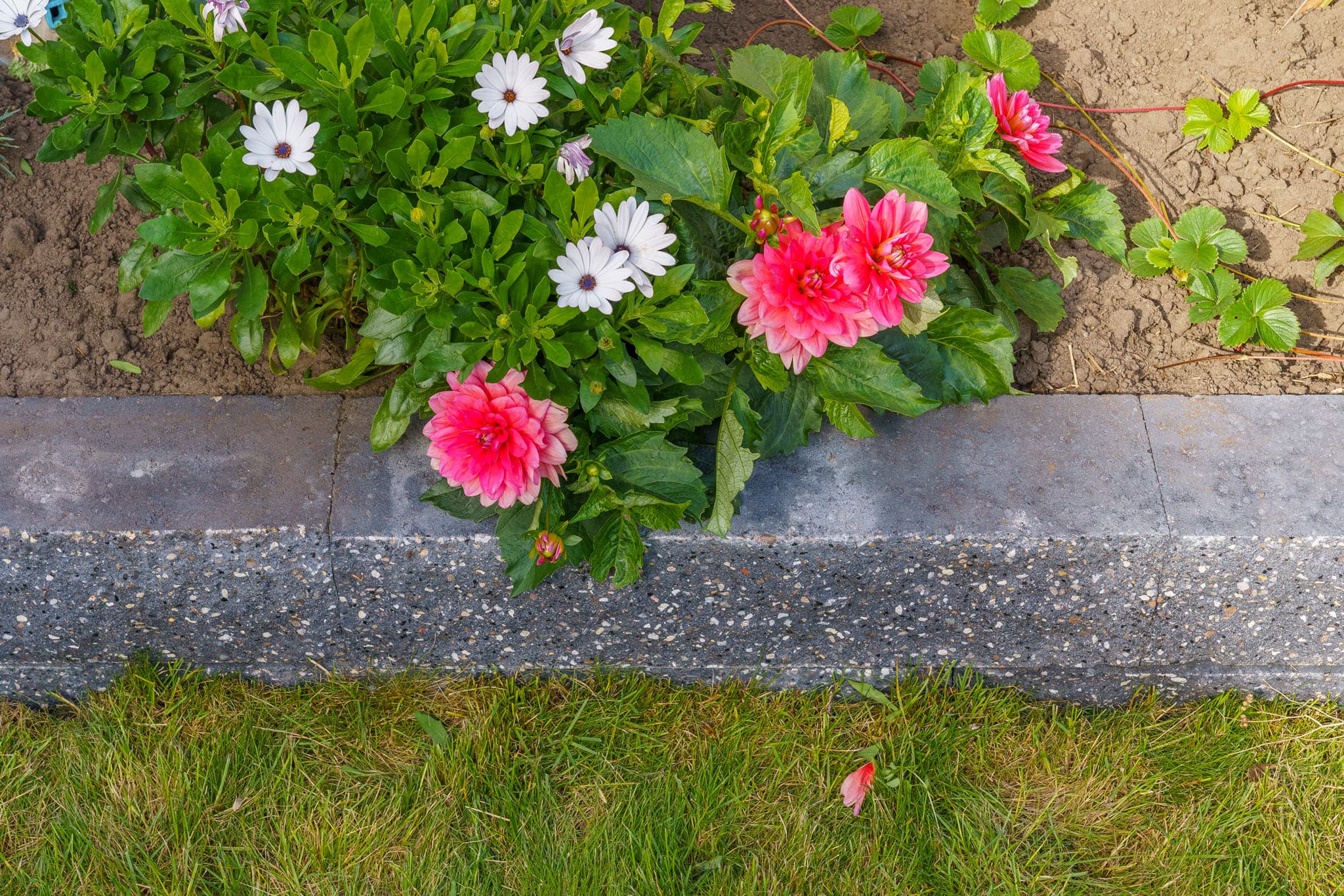 tuinmani-special-veranda-tuinmani-04